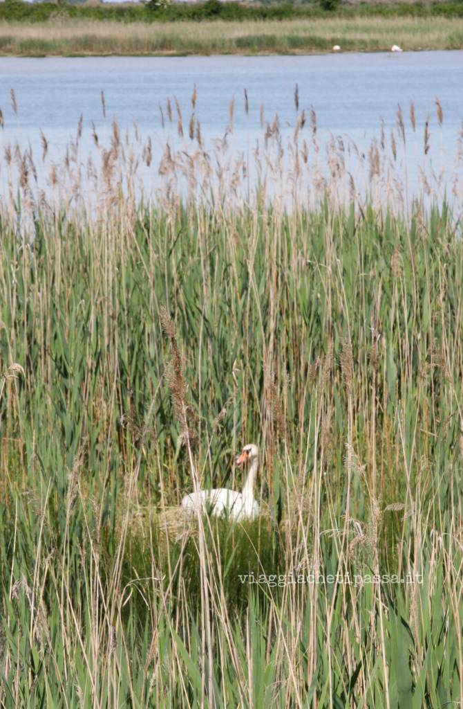 la natura della laguna di Caorle