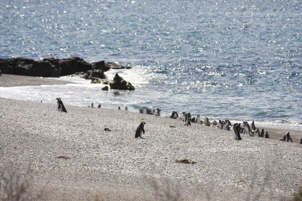 Pinguini a punta Tombo Patagonia