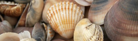 Ricordi di viaggio: le conchiglie