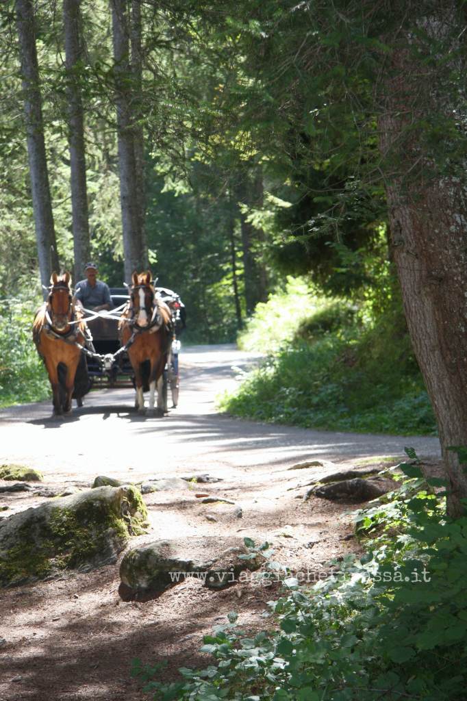 Carrozza dei cavalli Crestasee