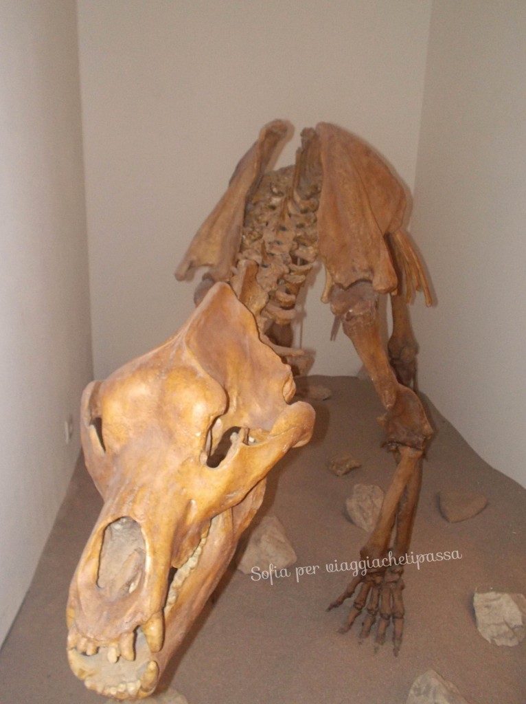 Centro visite S Vigilio Marebbe Orso delle Conturines